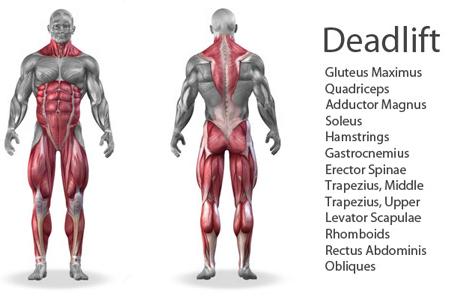 deadlift-muscles-worked